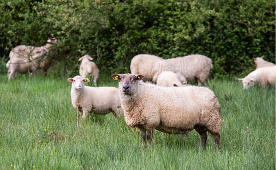 comptoirs des viandes bio