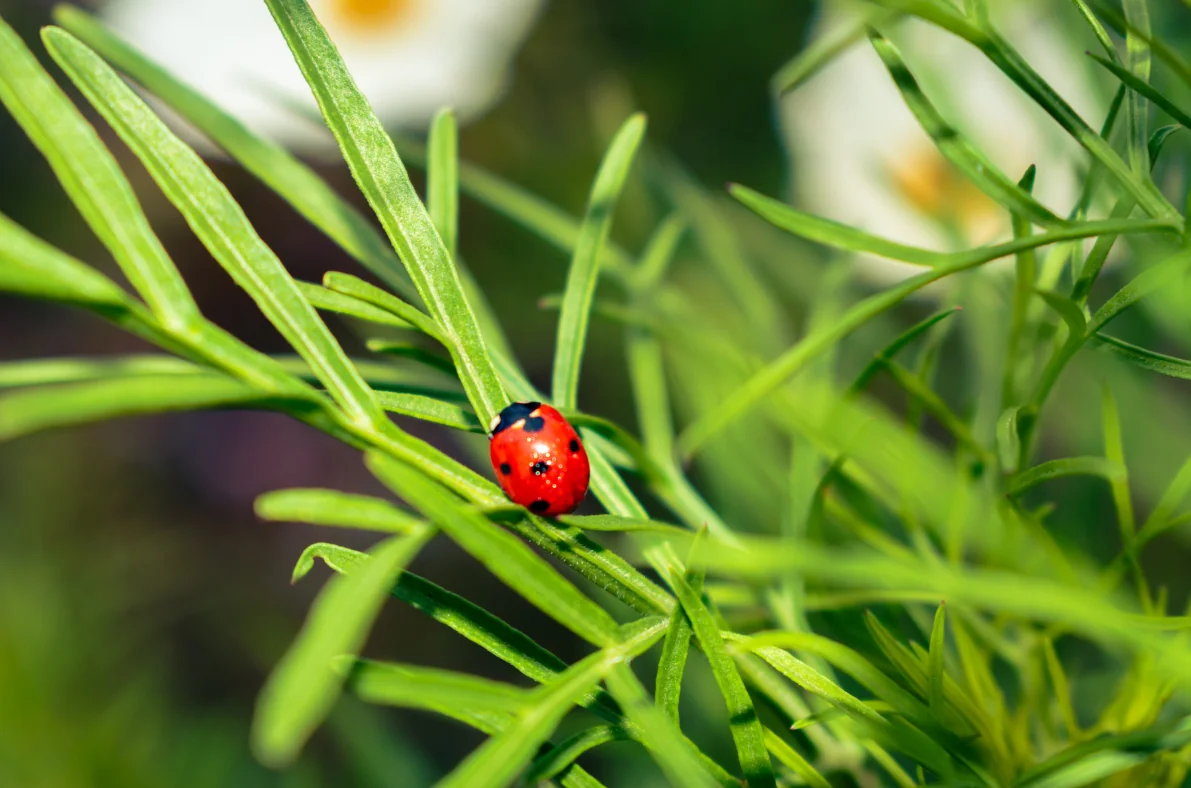 biodiversité fonctionnelle