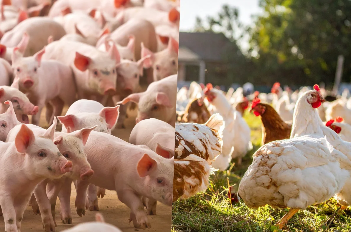 journée porc et volailles